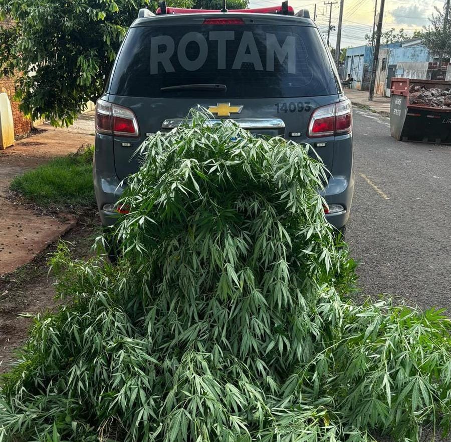 POLÍCIA MILITAR APREENDE GRANDE PÉ DE MACONHA EM SARANDI