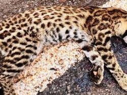 Jaguatirica é atropelada entre Goioerê e Rancho Alegre do Oeste 