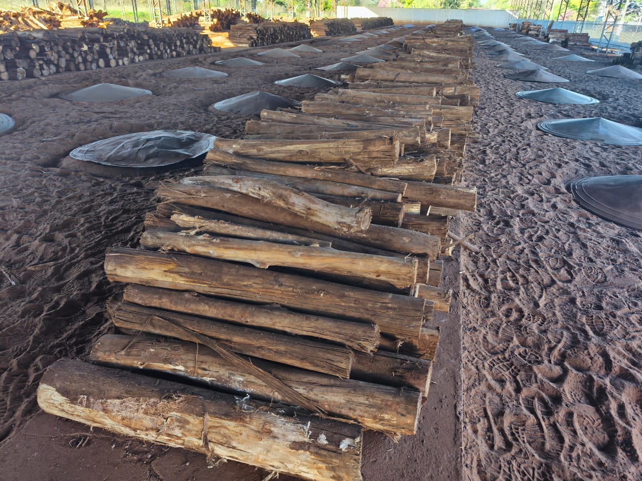 Cozimento do Carneiro no Buraco vai consumir 140 toneladas de lenha